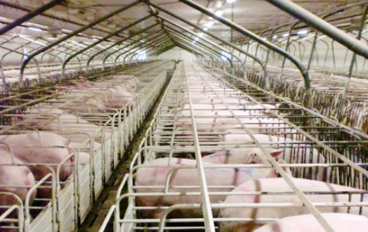 小规模养猪场如何让养殖效益最大化？